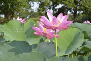 ［６］蓮の花好きにはたまらない、埼玉県行田の古代蓮を求めて