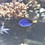 ［6］ファインディング・ドリー絶賛公開中！！