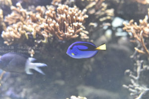 ［6］ファインディング・ドリー絶賛公開中！！