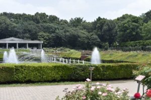［6］神代植物公園で真夏の花撮影