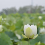 ［6］古代蓮に会いたくて・・