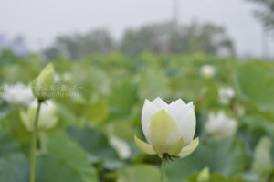 ［6］古代蓮に会いたくて・・