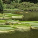 ［6］パラグアイオニバスの葉に乗って！！