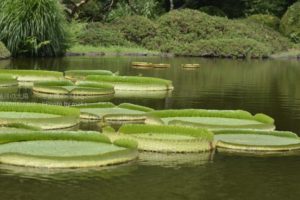 ［6］パラグアイオニバスの葉に乗って！！