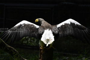 ［6］翼をひろげて！！