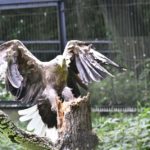 ［6］コレが空の王者だ！！