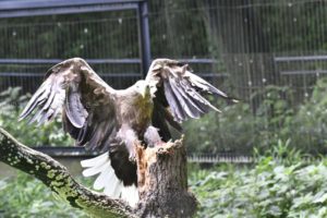 ［6］コレが空の王者だ！！