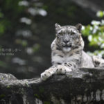 ［6］岩の上でクールに決める雪豹