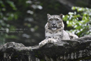 ［6］岩の上でクールに決める雪豹
