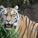 ［6］美しい姿のアムールトラ