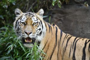 ［6］美しい姿のアムールトラ
