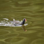 ［6］見知らぬ都内の水鳥達