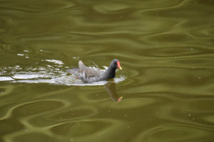 ［6］見知らぬ都内の水鳥達
