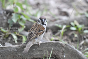 ［6］野鳥撮影の練習としてすずめの撮影！