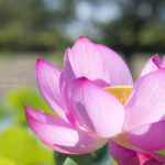 ［6］蘇った古代蓮の美しさ