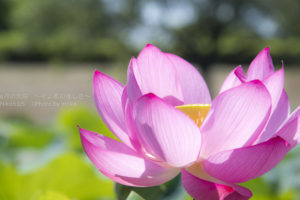 ［6］蘇った古代蓮の美しさ