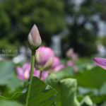 ［6］古代蓮の美しさの移り変わり！