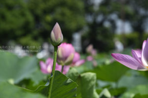 ［6］古代蓮の美しさの移り変わり！