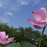 ［6］２０１６年、行田の古代蓮と再会