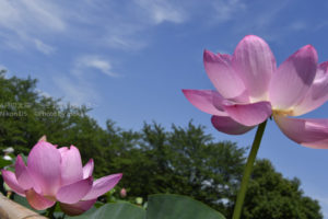 ［6］２０１６年、行田の古代蓮と再会