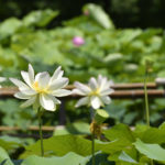 ［6］また来年、蓮の花に出会いたい！！