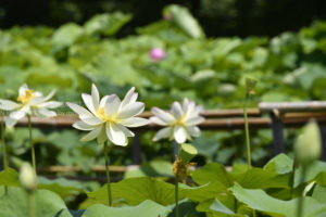 ［6］また来年、蓮の花に出会いたい！！