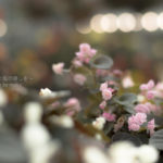 ［6］花の大きさが１センチほどのベゴニアの花