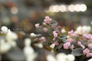 ［6］花の大きさが１センチほどのベゴニアの花