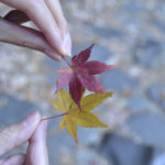 ［6］ニコンカレッジ　−作品の実践的アドバイス講座−