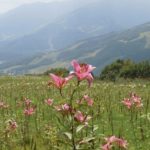 ［6］白馬岩岳のゆり園からの風景