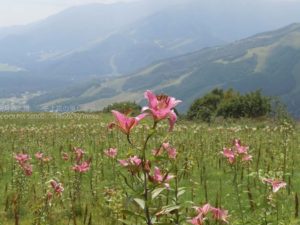 ［6］白馬岩岳のゆり園からの風景