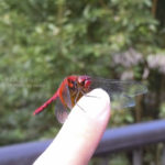 ［6］指先に小さい秋みつけた！