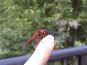 ［6］指先に小さい秋みつけた！