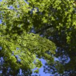 ［6］青空の下、光り輝く緑の葉