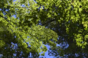 ［6］青空の下、光り輝く緑の葉