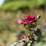 ［6］真夏も咲き続ける薔薇の花