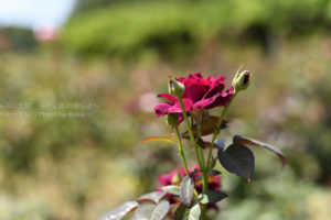 ［6］真夏も咲き続ける薔薇の花