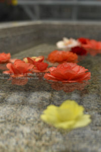 ［6］真夏のベゴニア館はオアシス！？