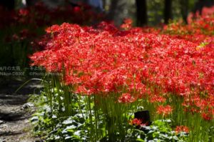 ［6］Week 24 : Sparkle!