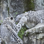 ［6］ユキヒョウの強烈な右フック！