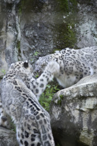 ［6］ユキヒョウの強烈な右フック！