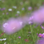 ［6］昭和記念公園のコスモスまつり！