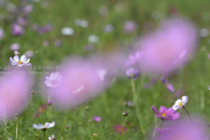 ［6］昭和記念公園のコスモスまつり！