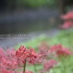 ［6］９月末に満開の曼珠沙華が見たい！！