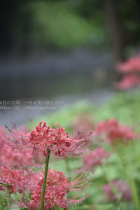 ［6］９月末に満開の曼珠沙華が見たい！！