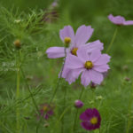 ［6］憧れのコスモス畑に出かけたい！！