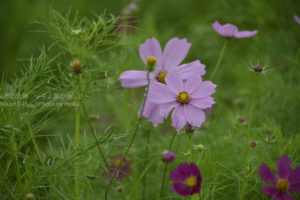 ［6］憧れのコスモス畑に出かけたい！！