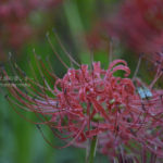 ［6］巾着田で朝を迎える