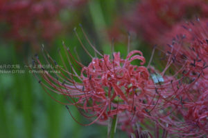 ［6］巾着田で朝を迎える