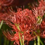 ［6］一面を紅く染める曼珠沙華の花